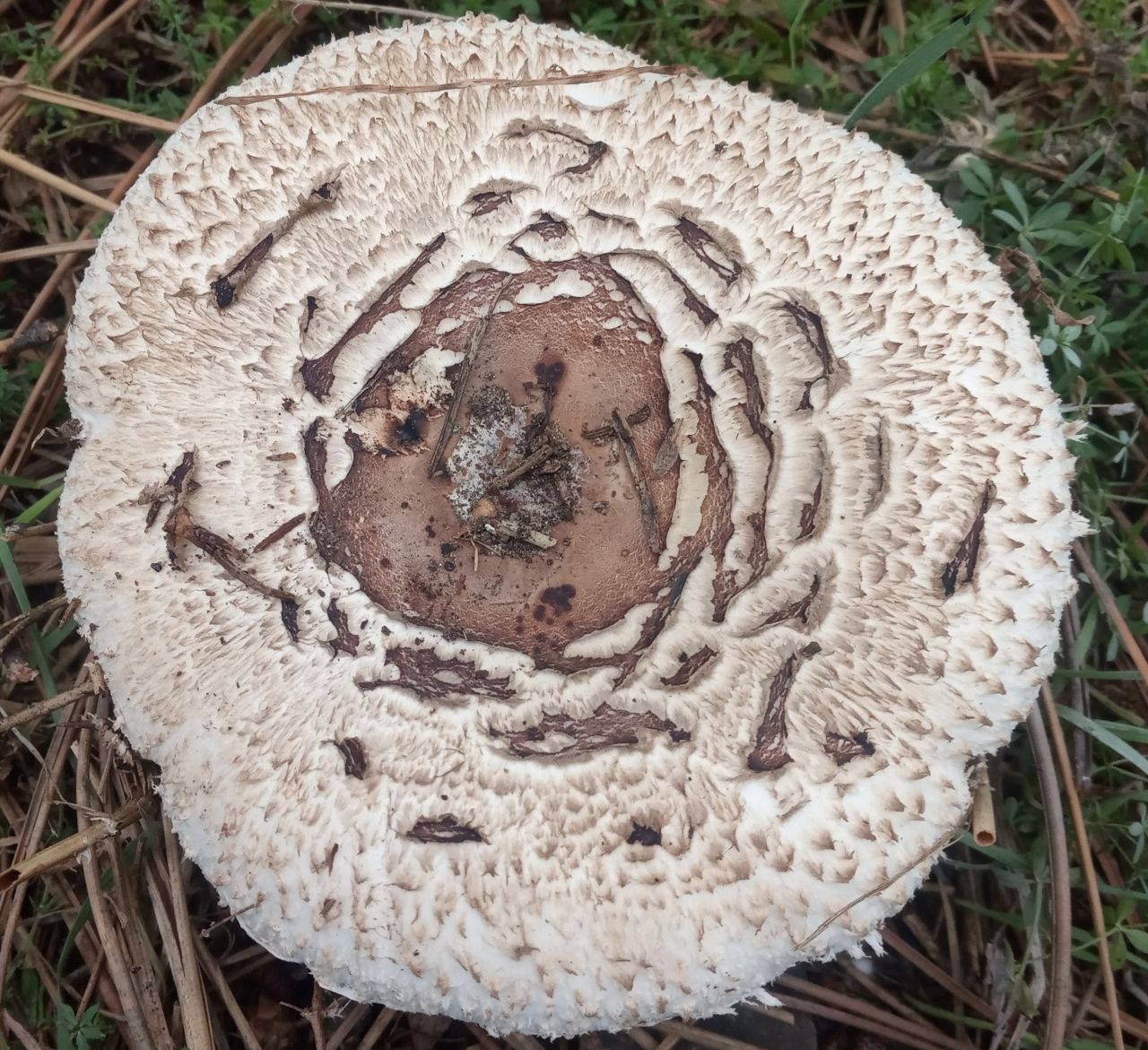 Хлорофиллум тёмно-бурый (Chlorophyllum brunneum)