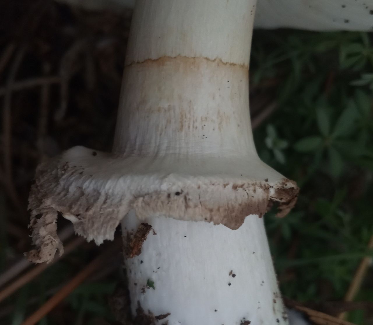 Хлорофиллум тёмно-бурый (Chlorophyllum brunneum)