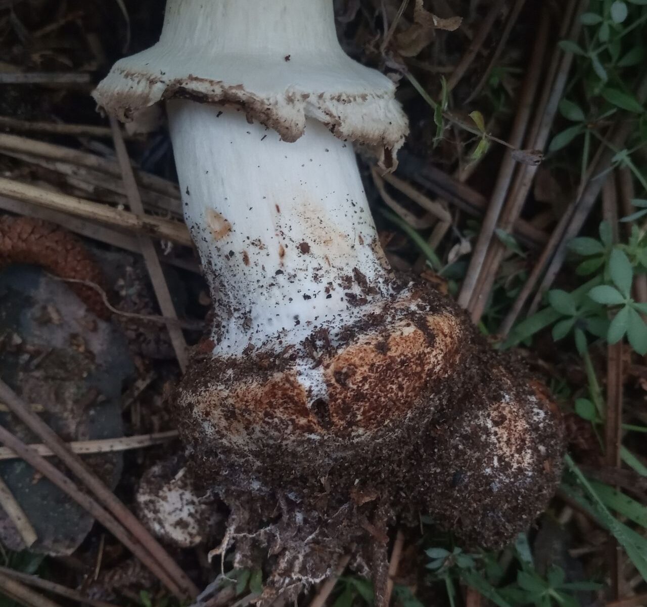 Хлорофиллум тёмно-бурый (Chlorophyllum brunneum)