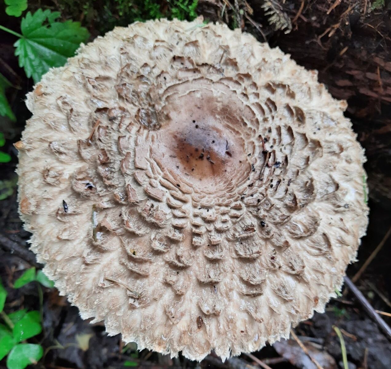 Зонтик Оливье (Chlorophyllum olivieri)