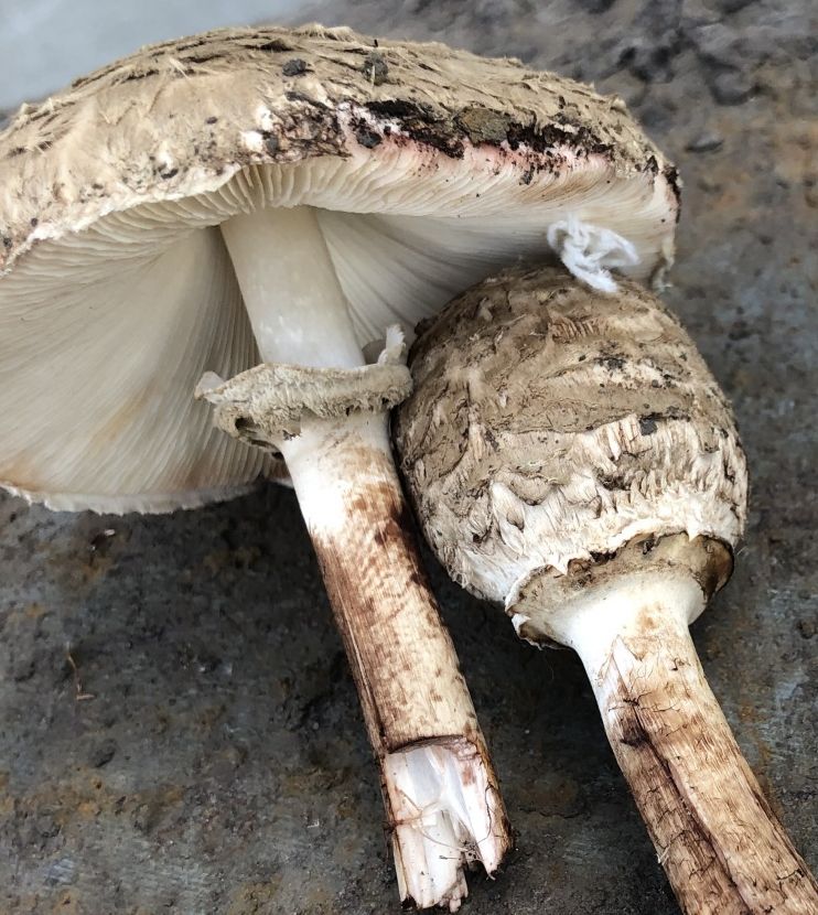 Хлорофиллум Оливье (Chlorophyllum olivieri)