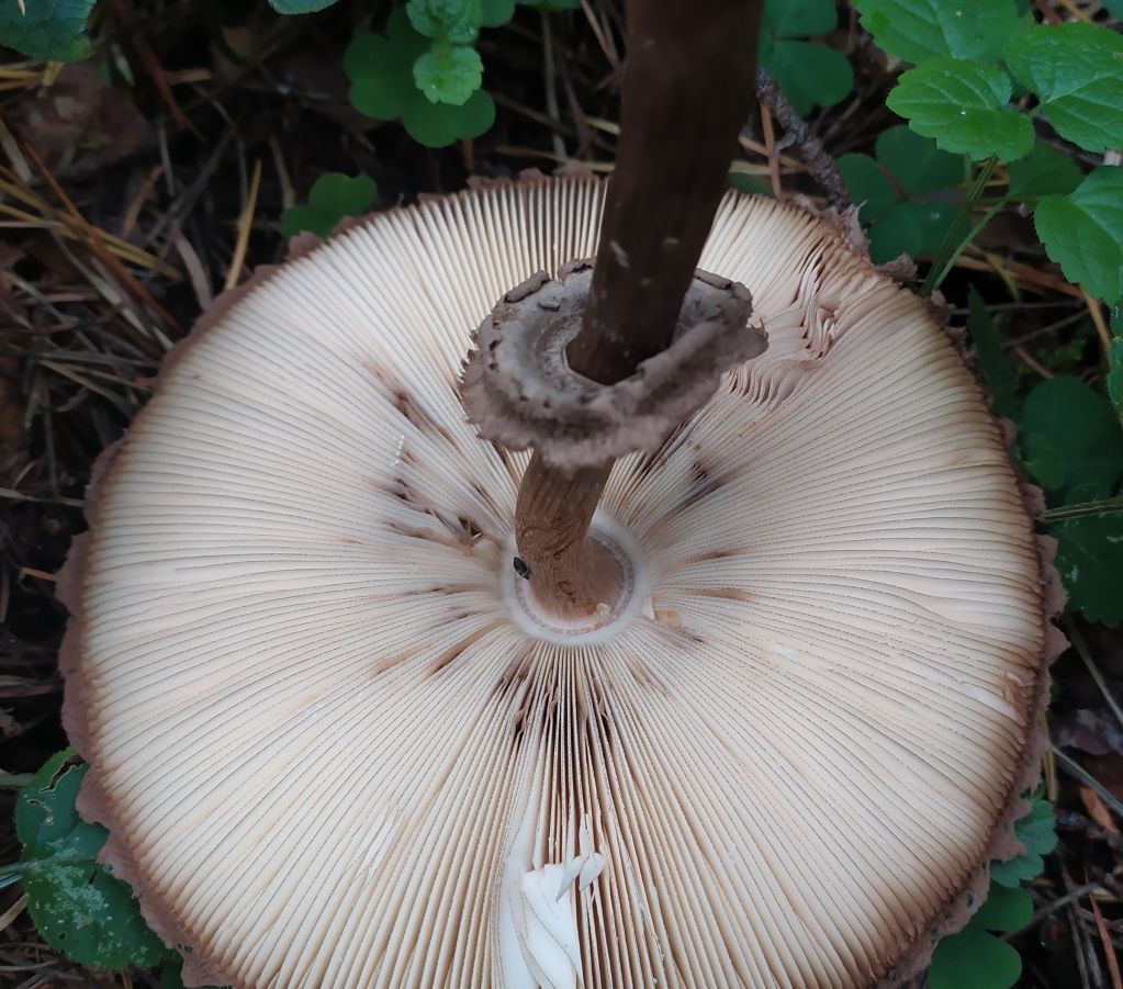 Хлорофиллум Оливье (Chlorophyllum olivieri)