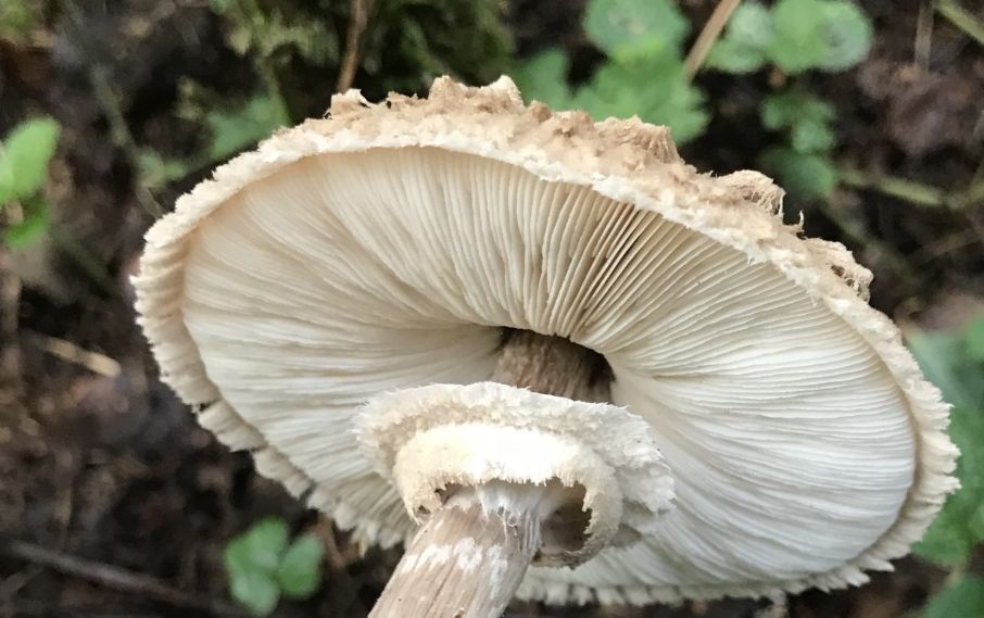 Зонтик Оливье (Chlorophyllum olivieri)