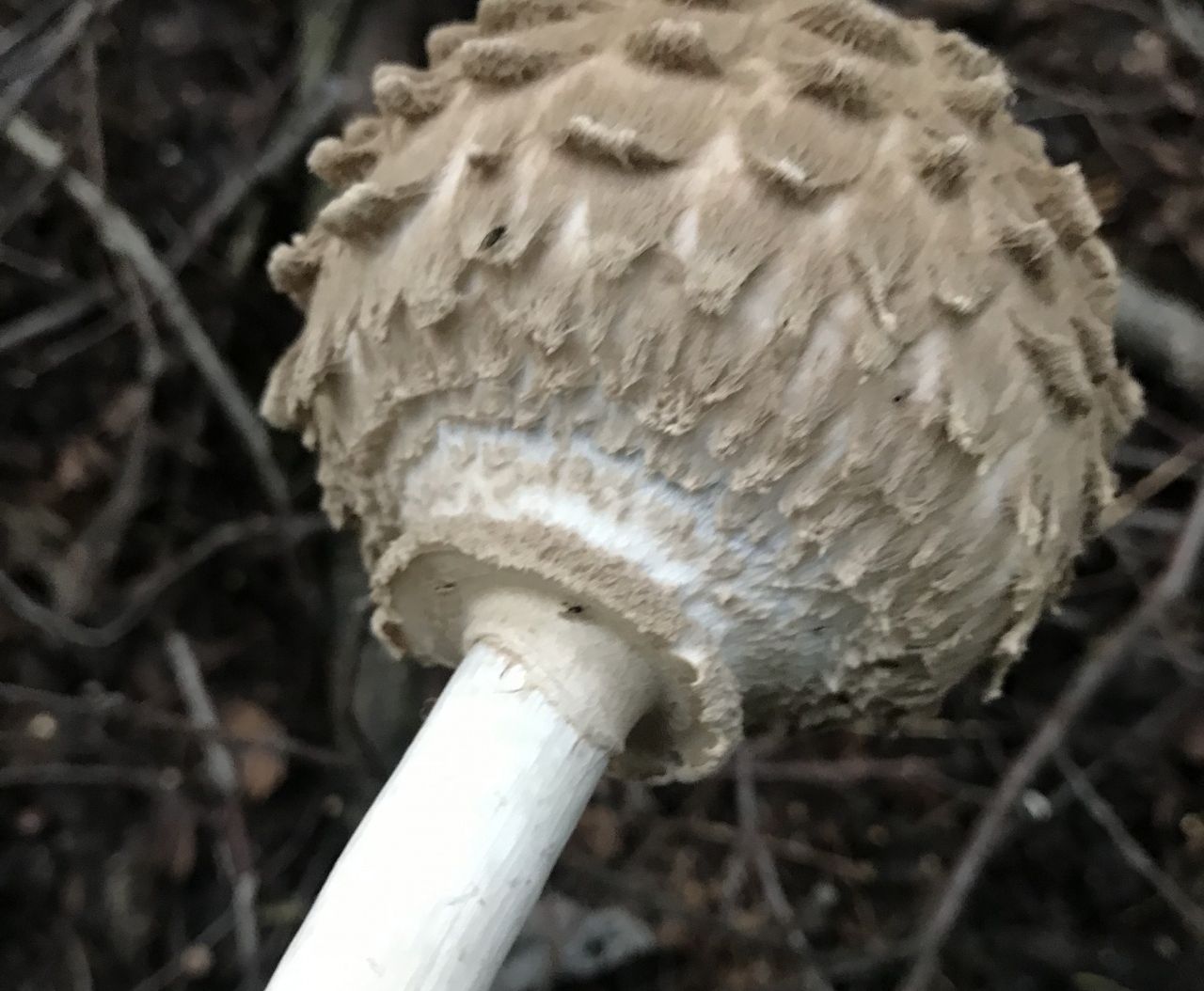 Зонтик Оливье (Chlorophyllum olivieri)