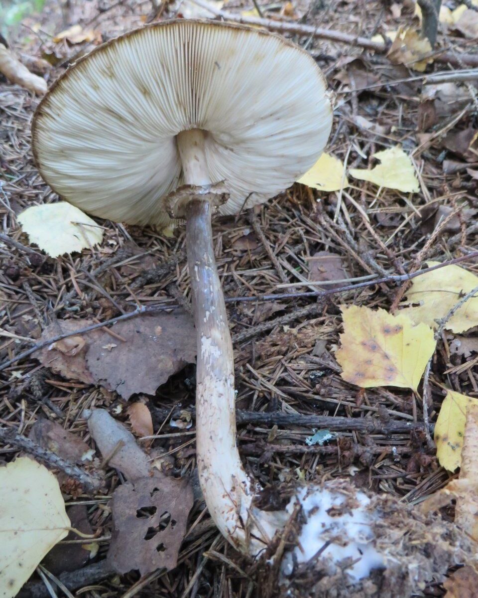 Зонтик Оливье (Chlorophyllum olivieri)