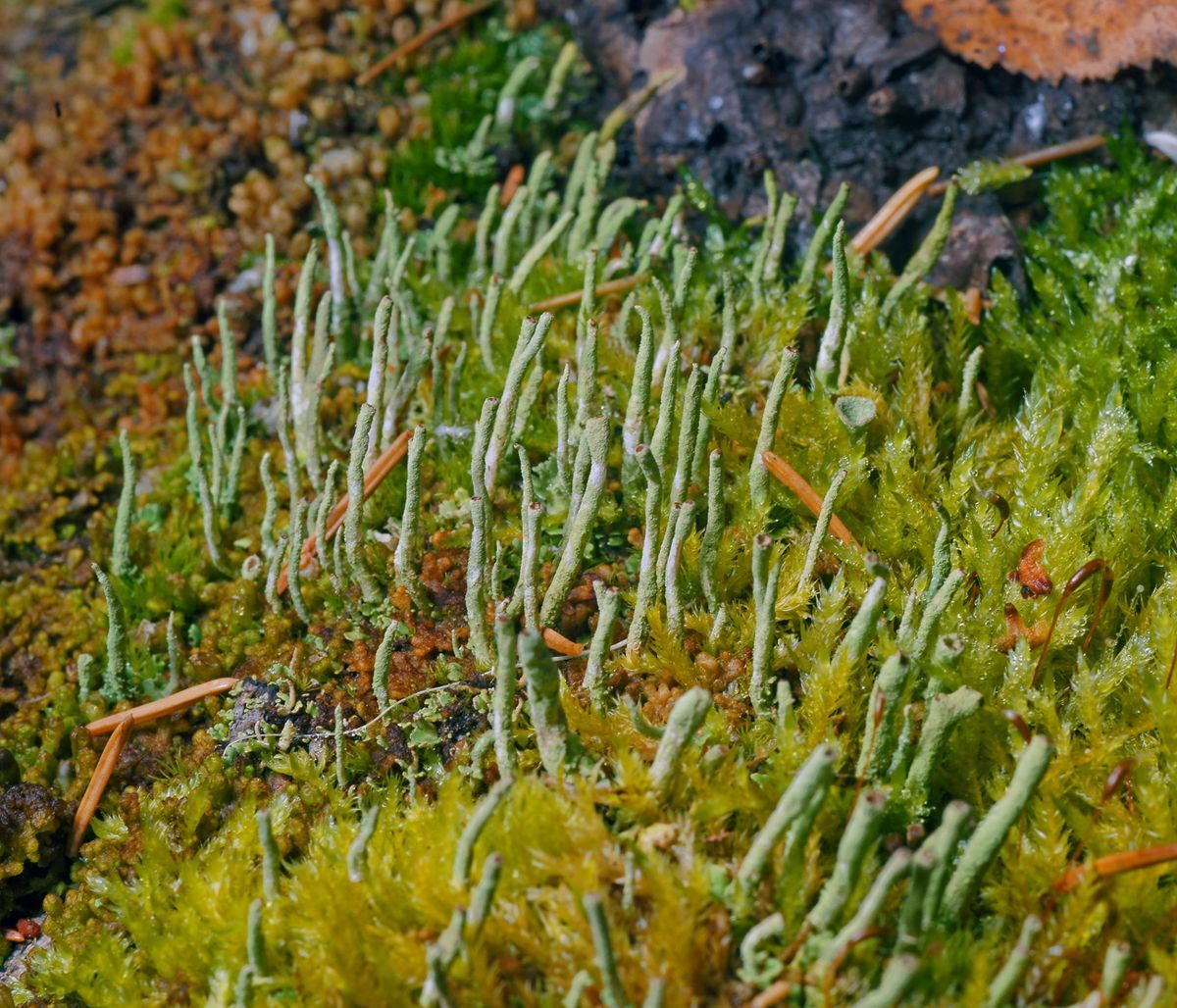 Cladonia coniocraea