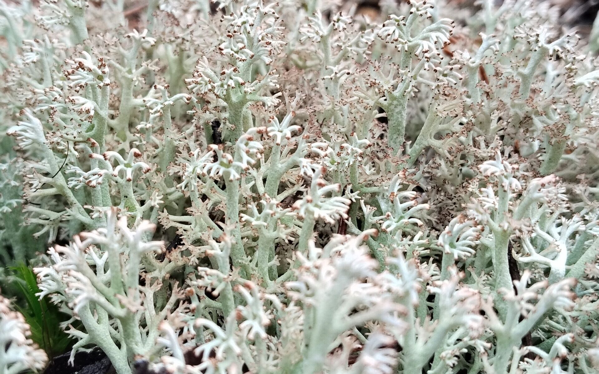 Кладония оленья (Cladonia rangiferina)