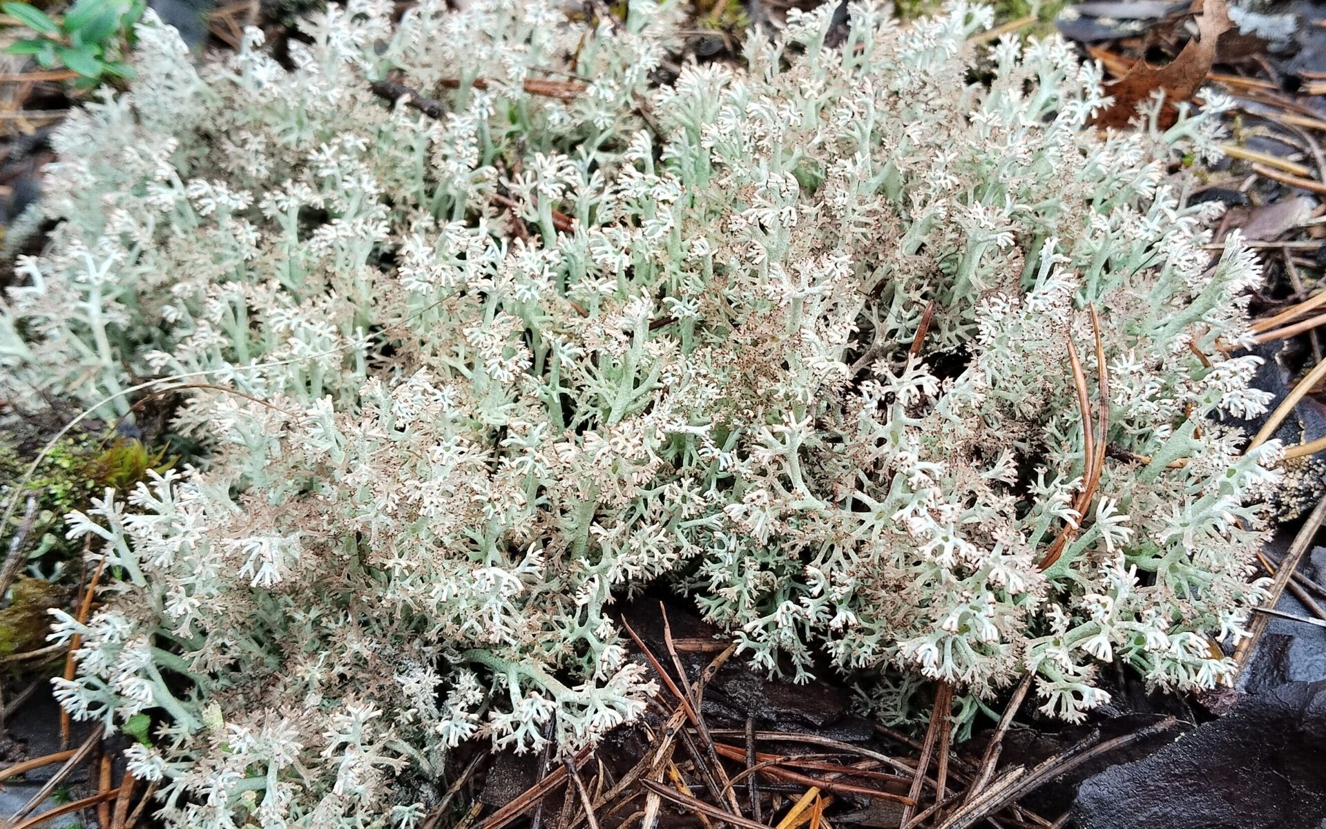 Кладония оленья (Cladonia rangiferina)