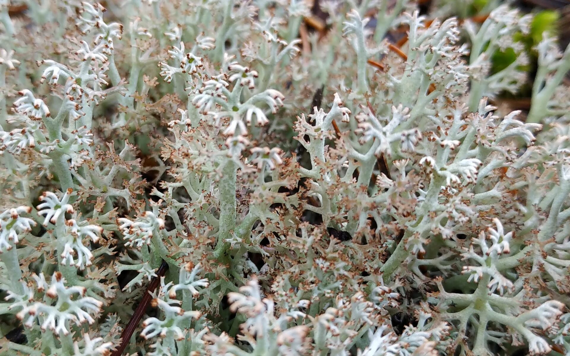 Кладония оленья (Cladonia rangiferina)