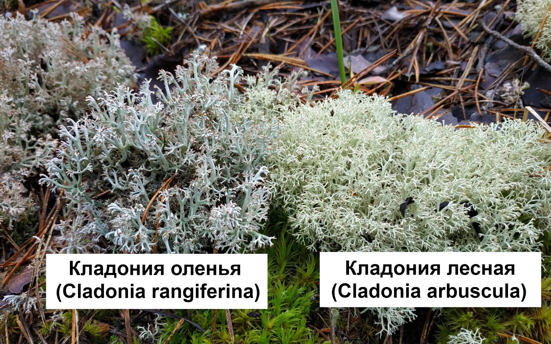 Cladonia - Кладонии Оленья и Лесная
