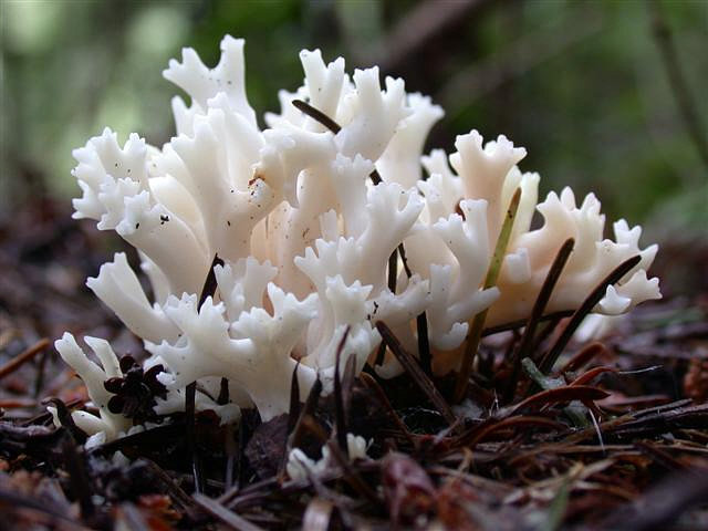Клавулина гребенчатая (Clavulina coralloides)