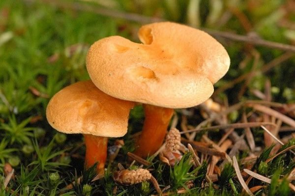 Лисичка ложная (Hygrophoropsis aurantiaca) фото и описание