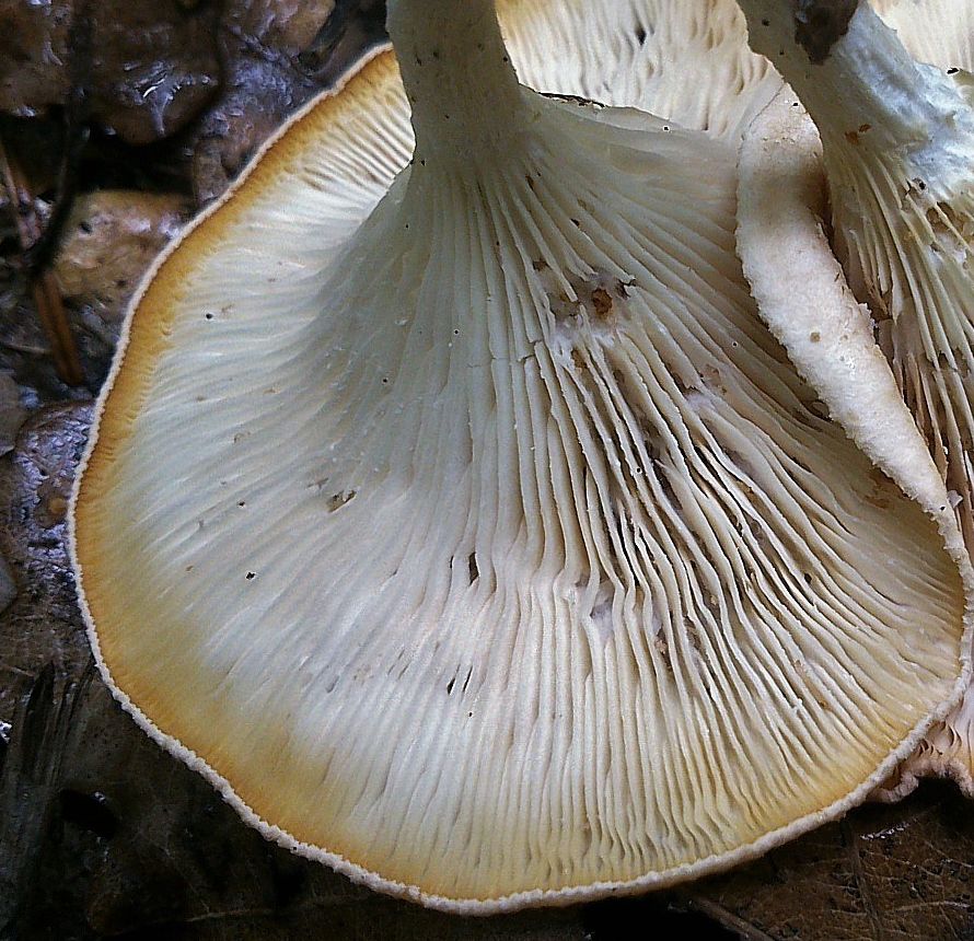 Говорушка ребристая (Clitocybe costata)