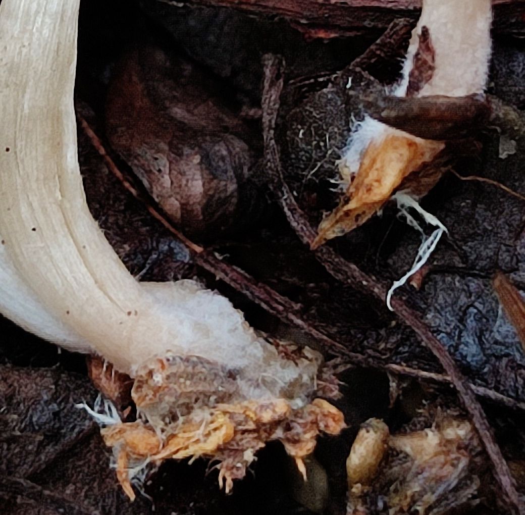 Говорушка просвечивающая (Clitocybe diatreta)