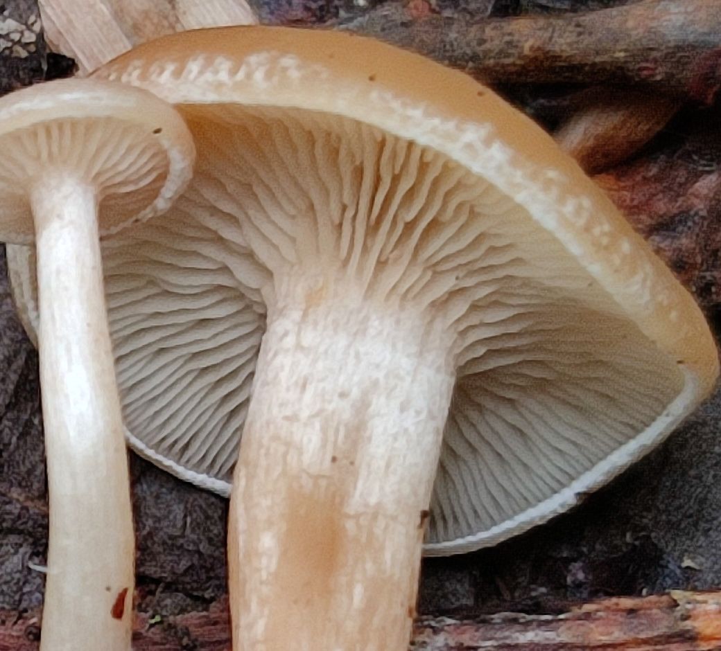 Говорушка просвечивающая (Clitocybe diatreta)