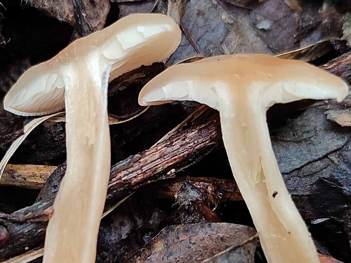 Говорушка просвечивающая (Clitocybe diatreta)