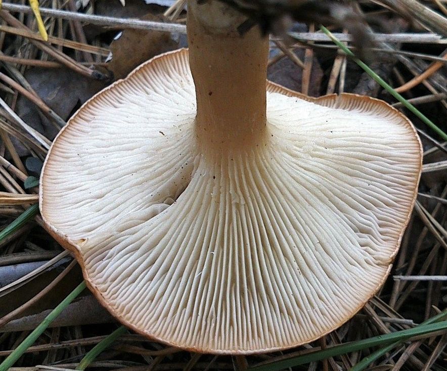 Говорушка чешуйчатая (Clitocybe squamulosa)