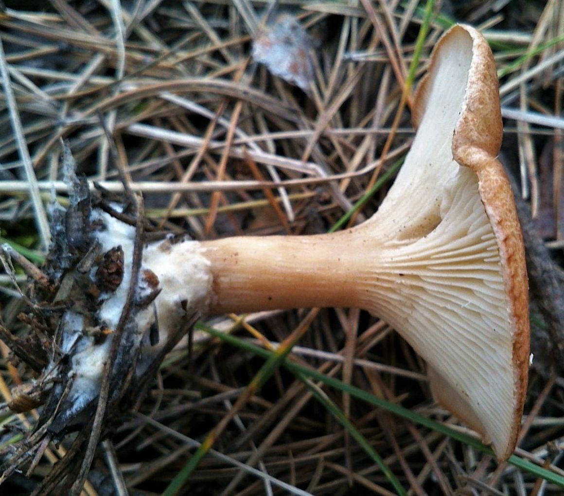 Говорушка чешуйчатая (Clitocybe squamulosa)