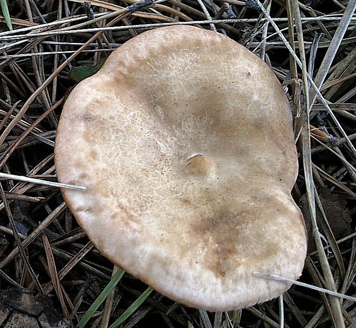 Говорушка чешуйчатая (Clitocybe squamulosa)