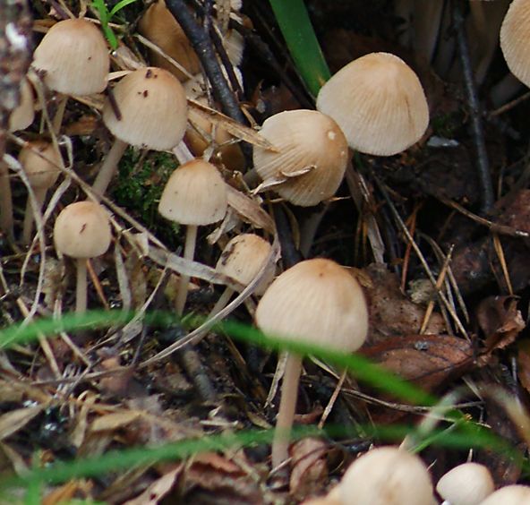 Навозник золотистый (Coprinellus xanthothrix)