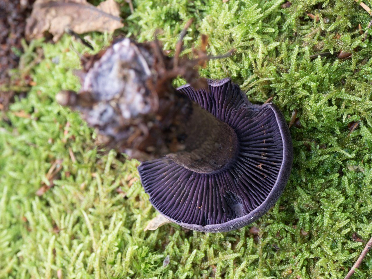 Паутинник фиолетовый (Cortinarius violaceus)