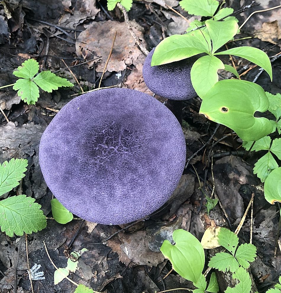 Паутинник фиолетовый (Cortinarius violaceus)