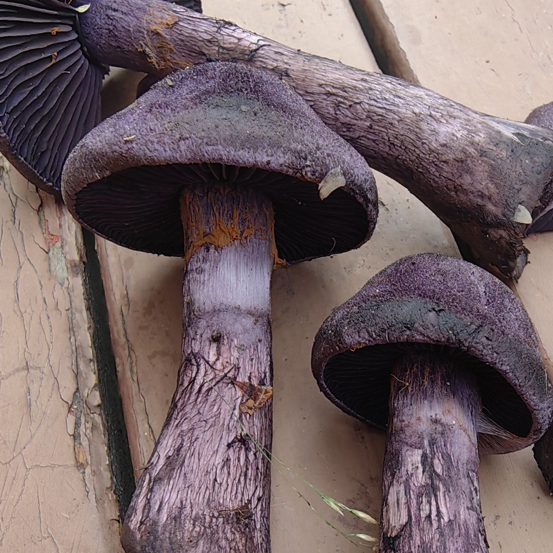 Паутинник фиолетовый (Cortinarius violaceus)