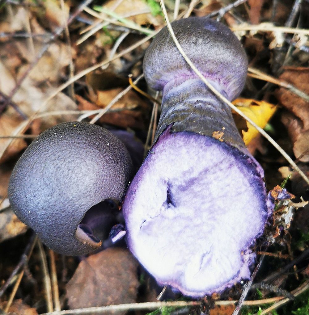Паутинник фиолетовый (Cortinarius violaceus)