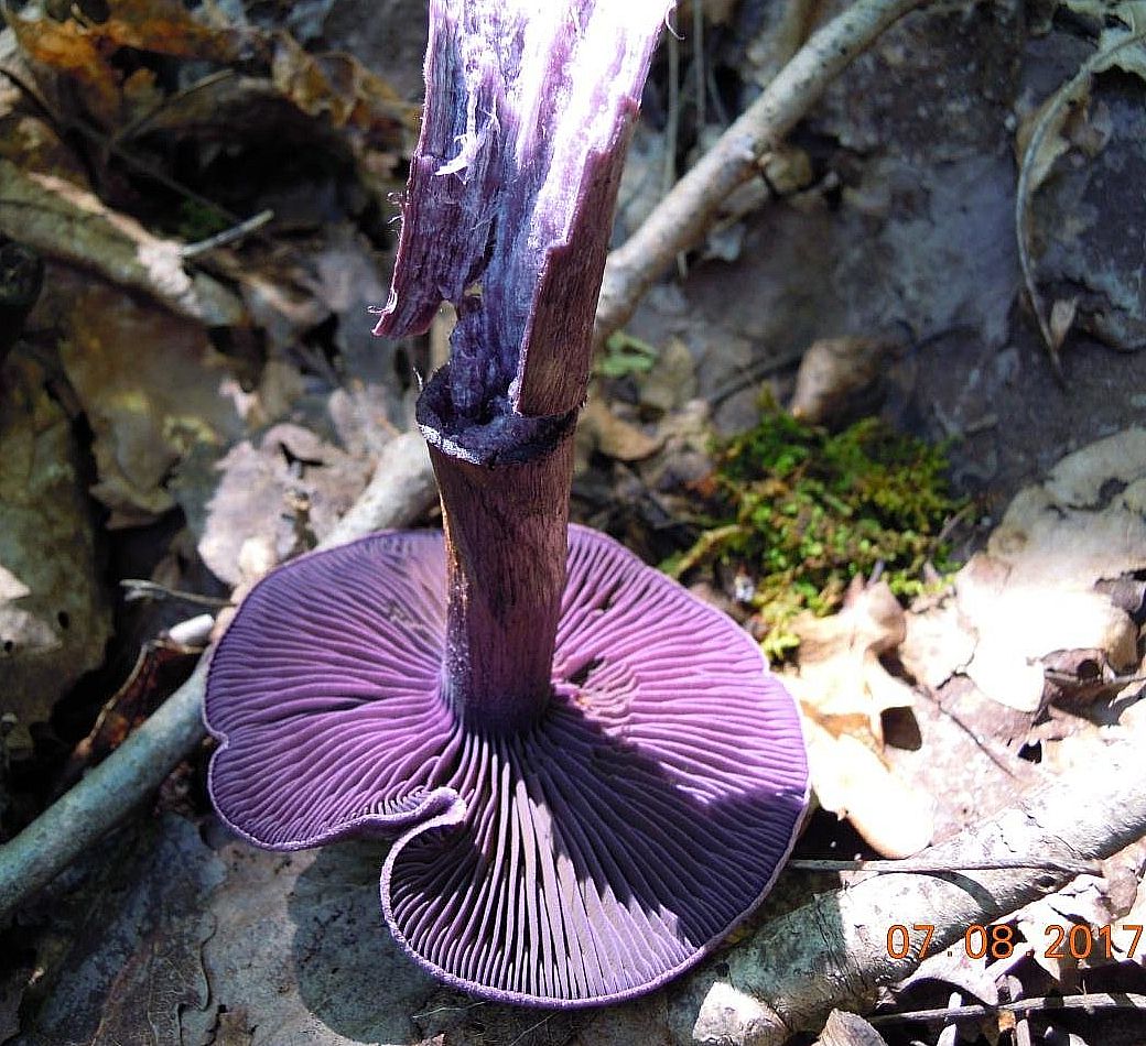 Паутинник фиолетовый (Cortinarius violaceus)
