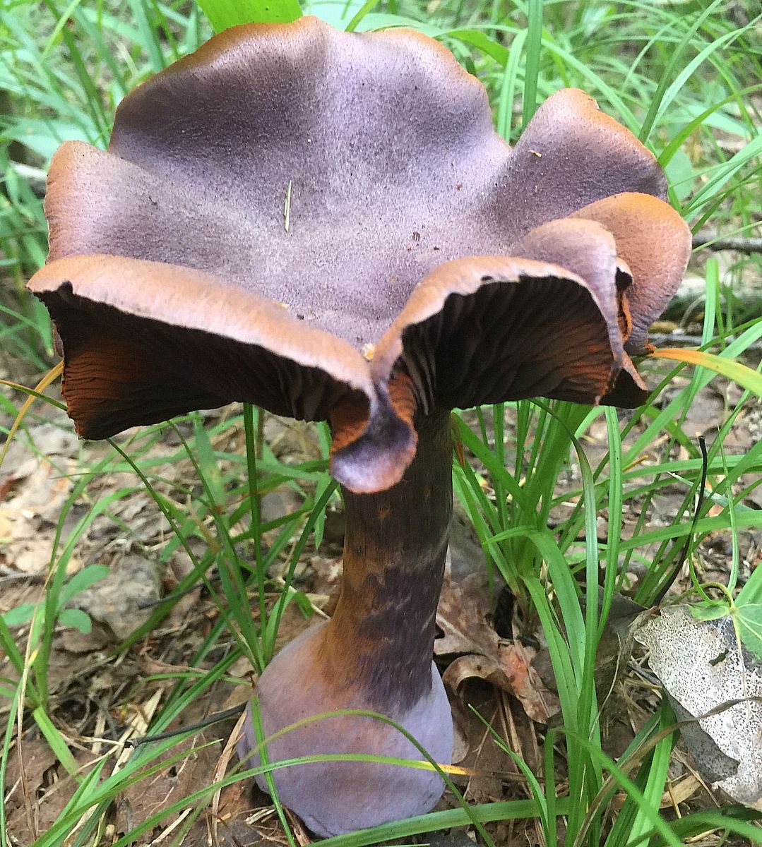 Паутинник фиолетовый (Cortinarius violaceus)