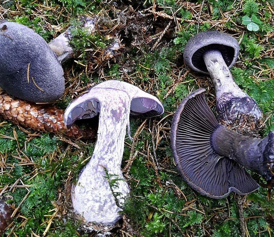 Паутинник фиолетовый (Cortinarius violaceus)