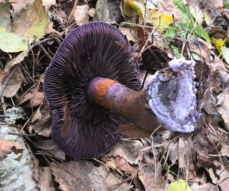 Паутинник фиолетовый (Cortinarius violaceus)