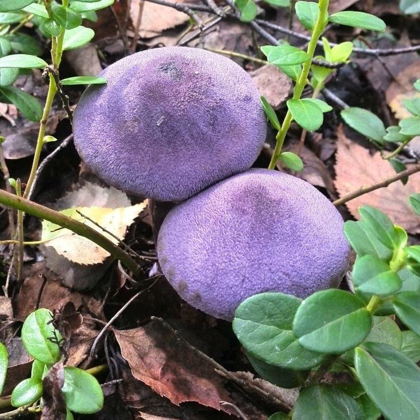 Паутинник фиолетовый