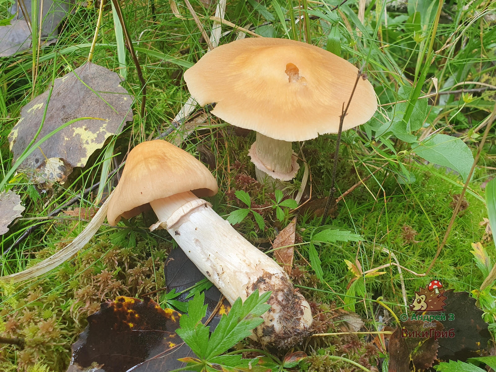 Cortinarius_caperatus