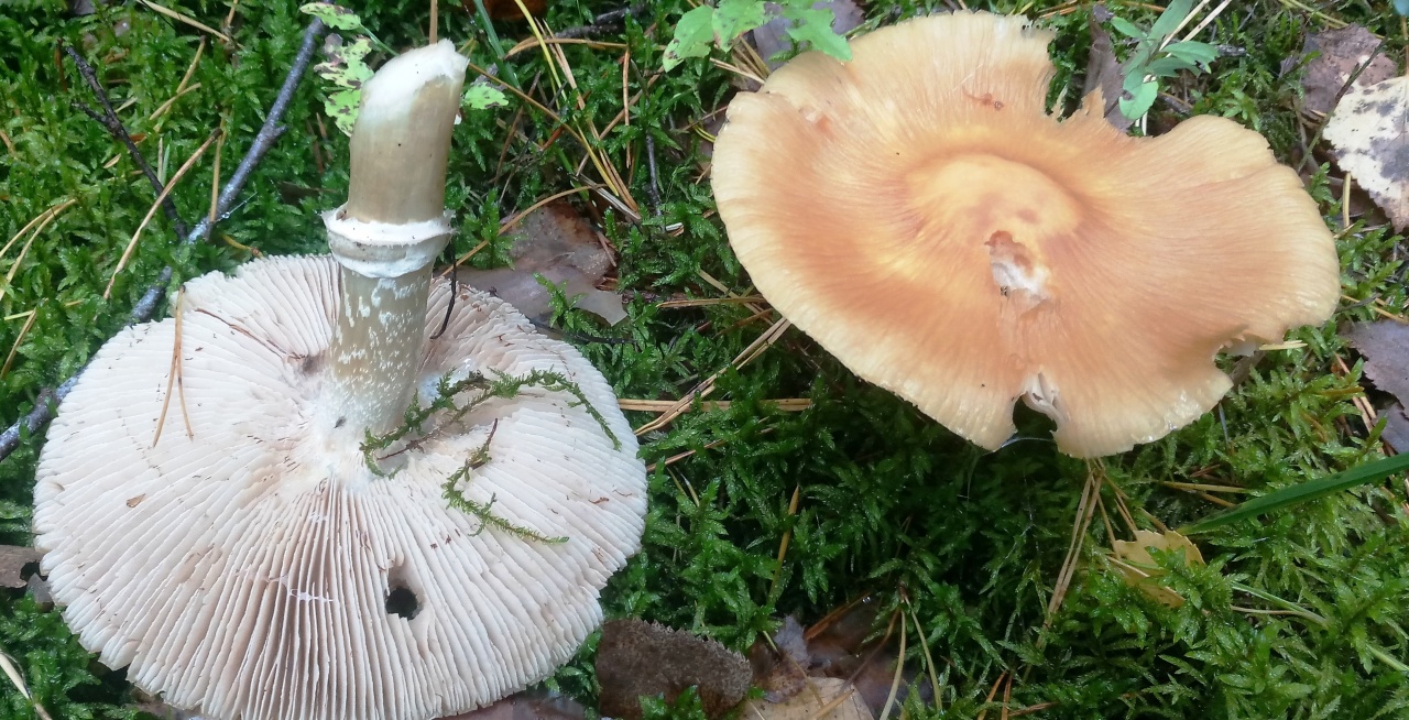 Cortinarius_caperatus
