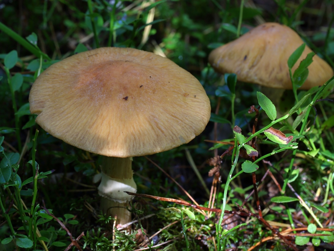 Cortinarius_caperatus