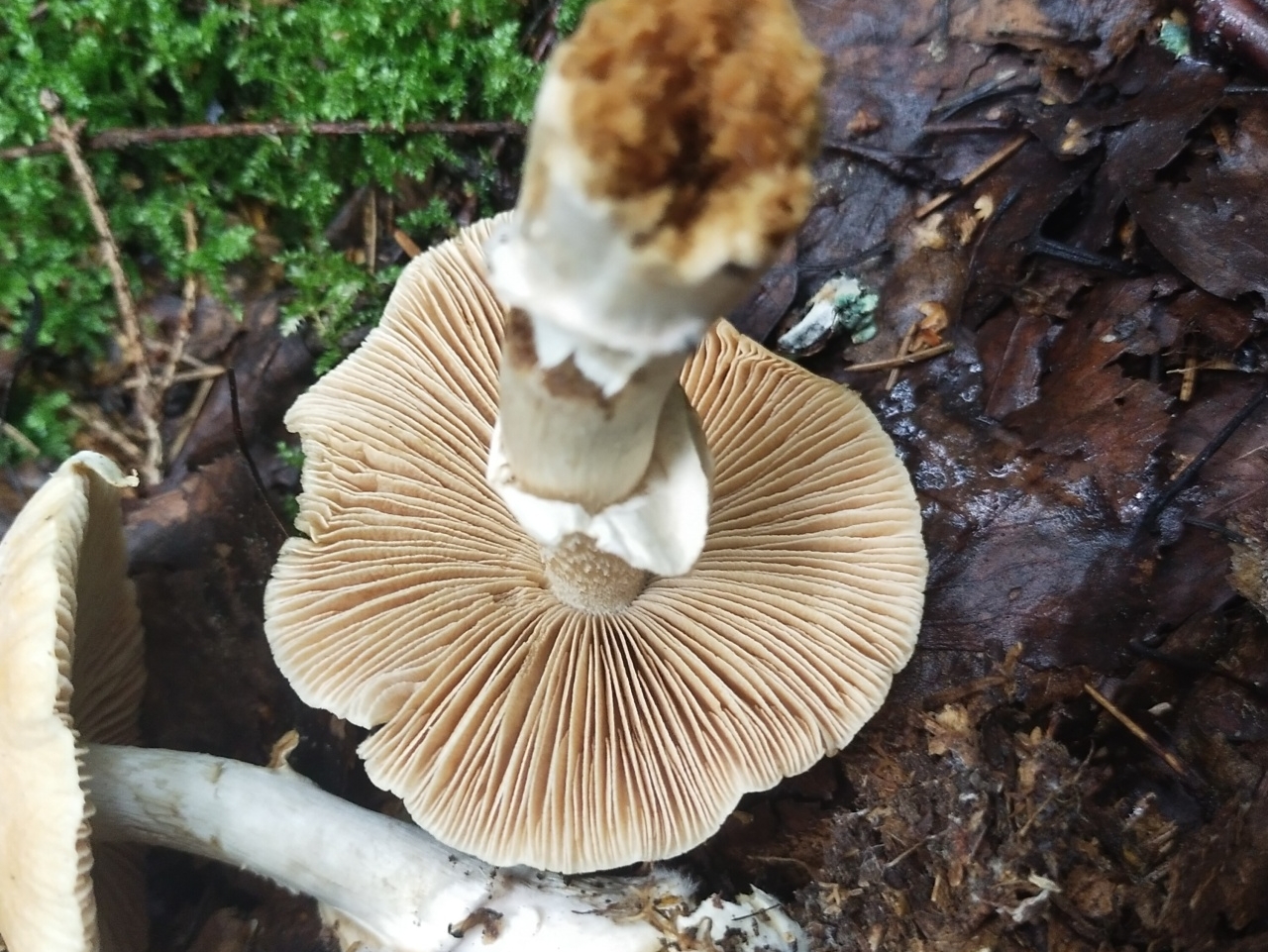 Cortinarius_caperatus