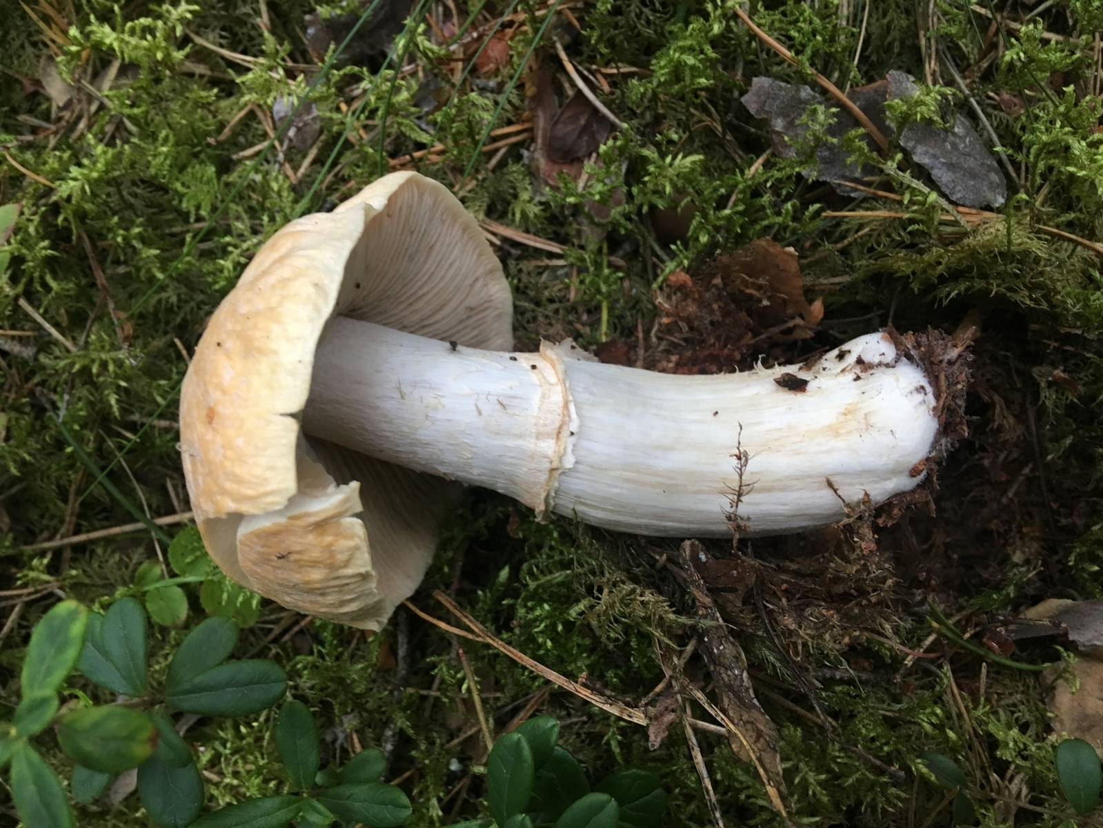 Cortinarius_caperatus