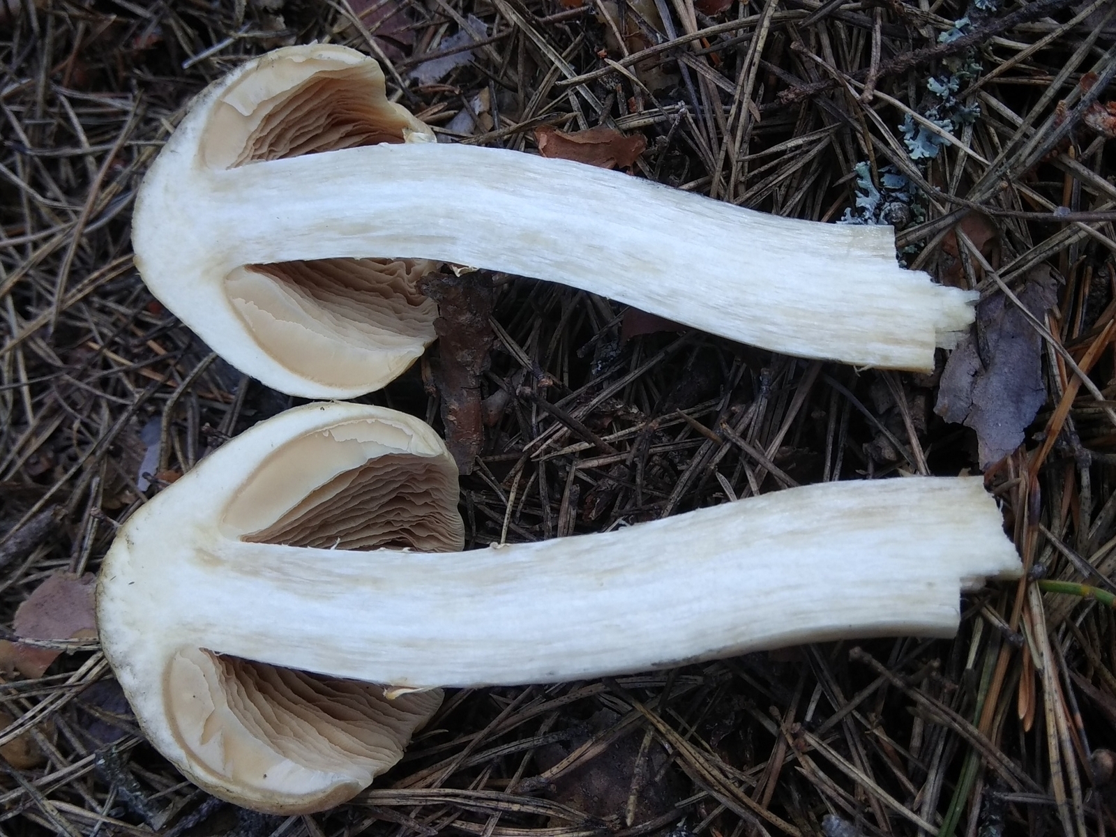 Cortinarius_caperatus