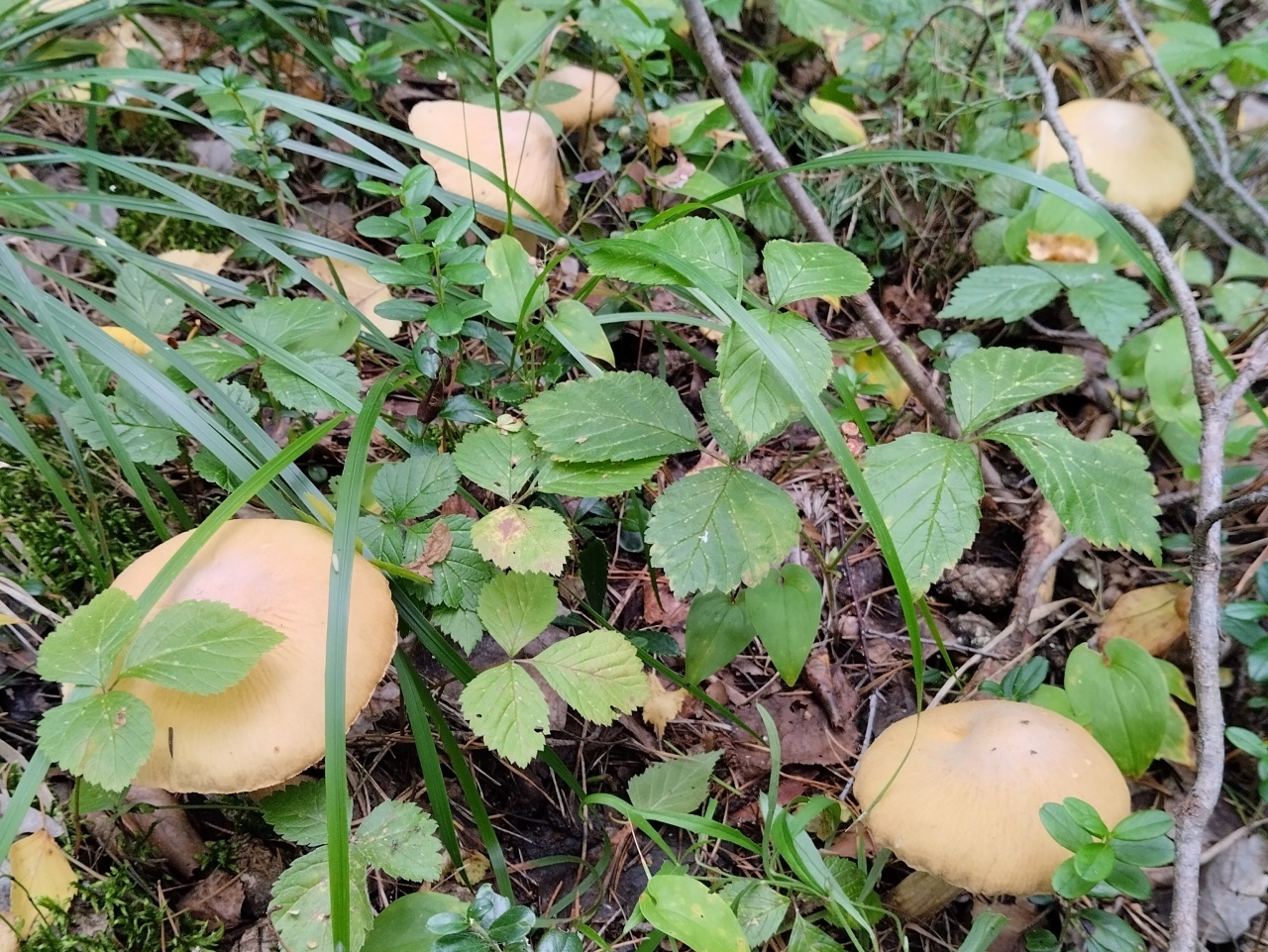 Cortinarius_caperatus