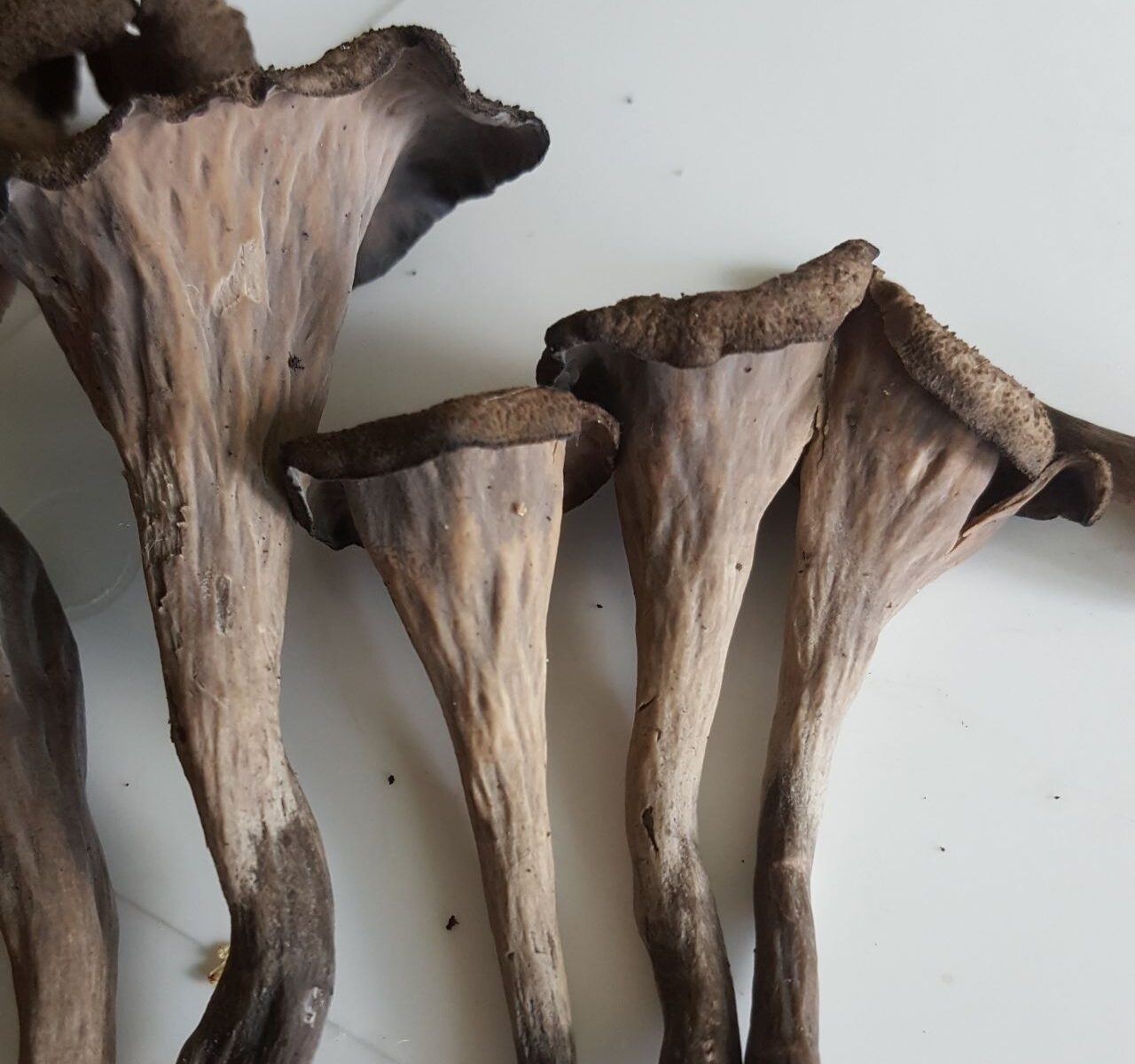 Лисичка черная (Craterellus cornucopioides)