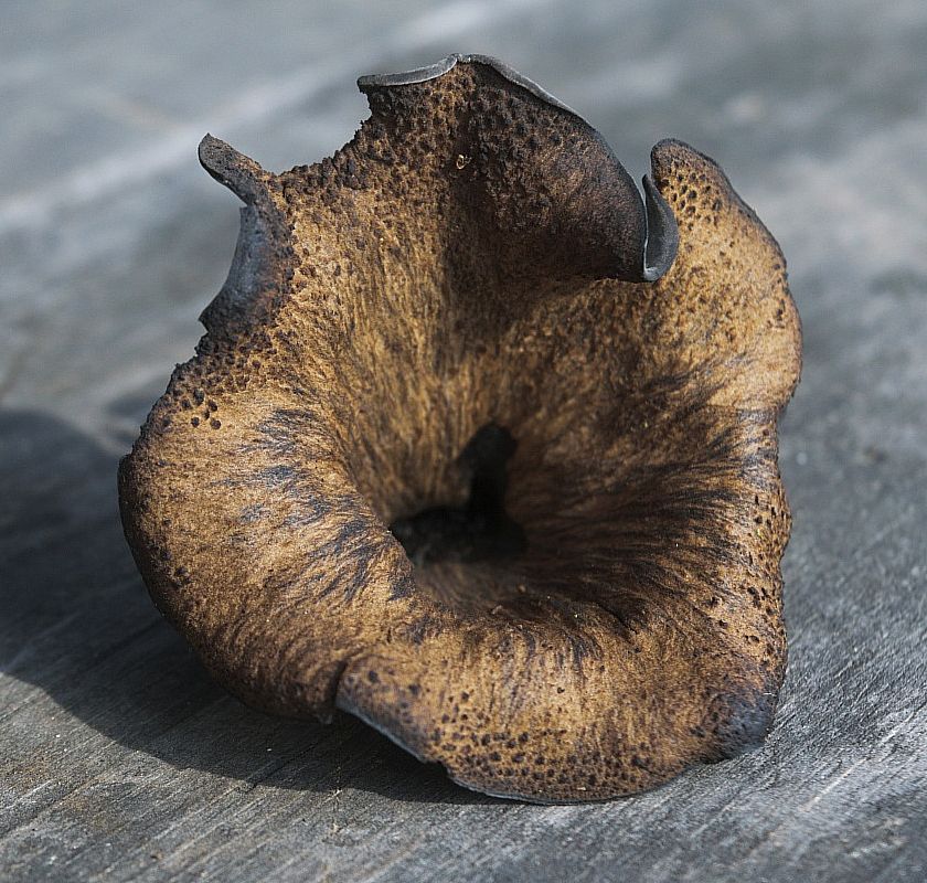 Лисичка черная (Craterellus cornucopioides)