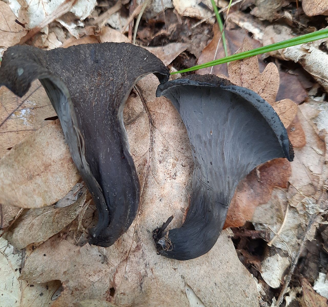 Лисичка черная (Craterellus cornucopioides)