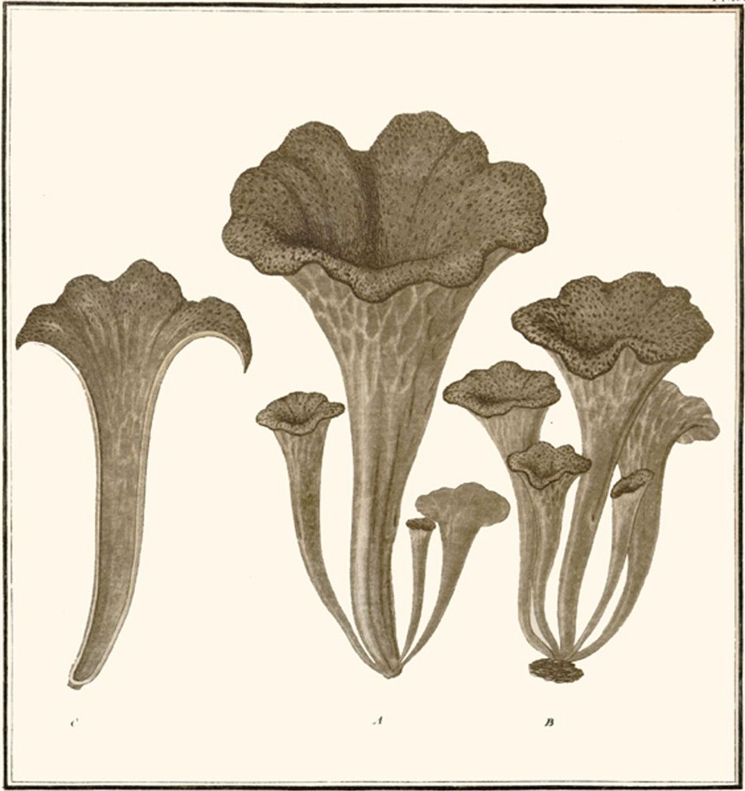 Лисичка черная (Craterellus cornucopioides)