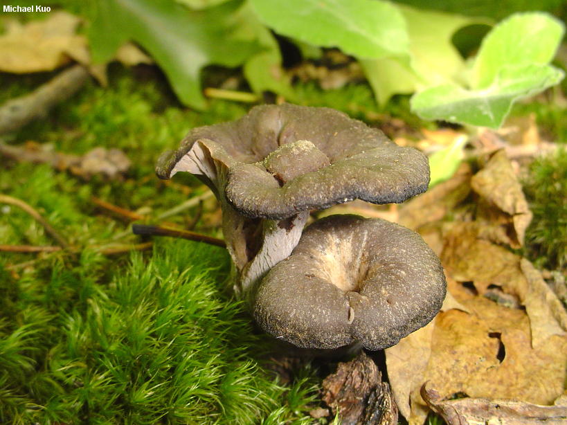 Вороночник обманчивый (Craterellus fallax)