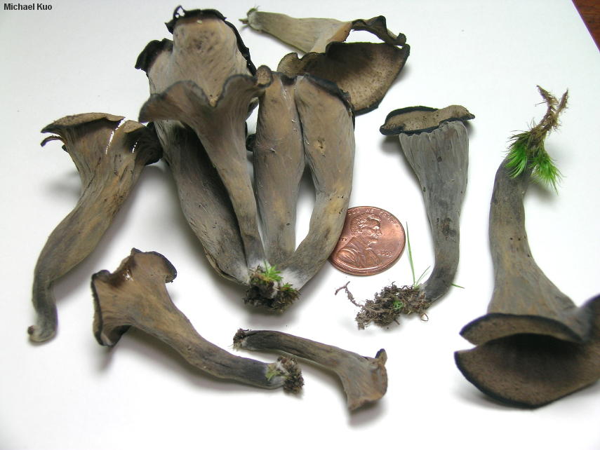 Вороночник обманчивый (Craterellus fallax)