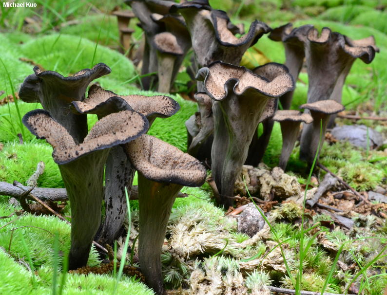 Вороночник обманчивый (Craterellus fallax)