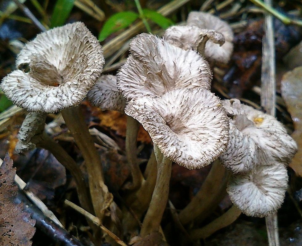 Вороночник извилистый