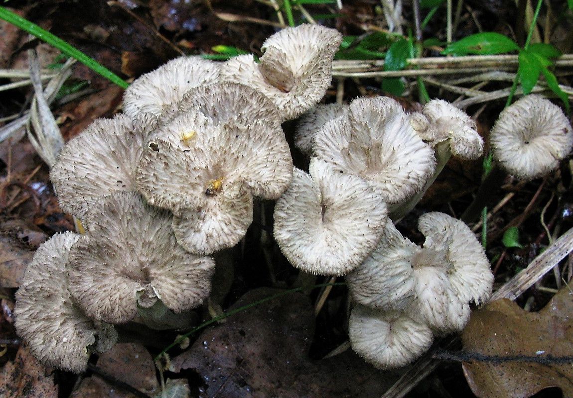 Вороночник извилистый (Craterellus undulatus)