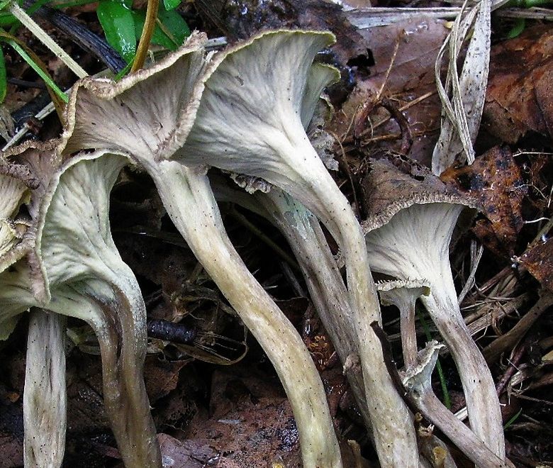 Вороночник извилистый (Craterellus undulatus)